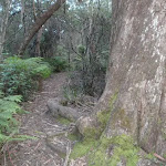 Track between Lyrebird Dell and Pool of Siloam
