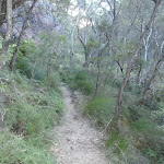 Track between Lyrebird Dell and Pool of Siloam