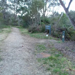 Trail at the top of Lyrebird Dell Track