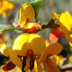 Native Pea flower