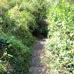 Weedy section of track