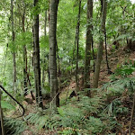Lush forest near Strickland Falls