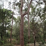 Tall dry forest