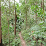 Lush forest track