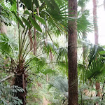Cabbage tree palms