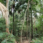 Rainforest in Strickland