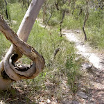 Twisted tree south of Scopas Peak