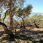 A small patch of Mangroves