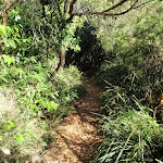Narrow track and thick undergrowth