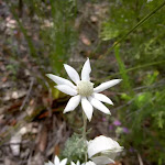 Actinosus sp. (Flannel Flower)
