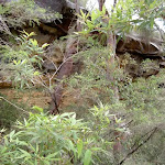 Pindar Cave hidden behind trees