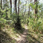 Narrow track through lush forest