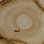 Concentric circles in rock