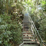 Metal stairs on the Rainforest walk