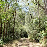 Easy walking in great forest scenery