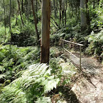 Metal footbridge on the Rainforest walk