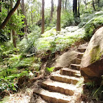 Steep section on the Rainforest walk
