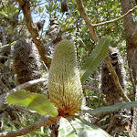 Old Man Banksia (Banksia serrata)