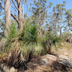 Grass trees and dry forest on ridge