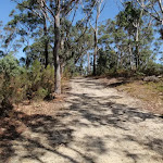Dry forest on the ridgetop
