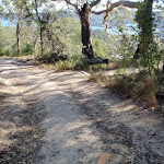 Old management trail