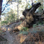 Uprooted old tree