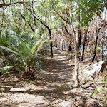 Contrast between burnt and unburnt bush either side of the track