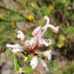 Grevillea Buxifolia