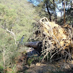 Fallen tree on Defile Track