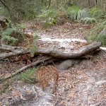Tree root step on Bouddi Coastal Walk