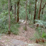 Mt Bouddi Trail