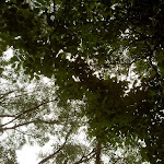 Leafy canopy above Mt Bouddi Track