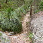 Track between rock and grass tree