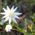 Actinotus minor (Flannel Flower)