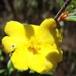 Hibbertia flower