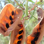 Open seed pods