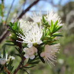 Tick Bush (Kunzea ambigua) in bloom