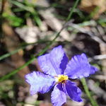 Dampiera Stricta Flowers in Spring