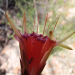 Lambertia formosa (Mountain Devil) in Spring