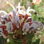 Grevillea Buxifolia (Grey Spider Flower)