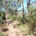 Patonga Track
