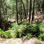 Steep gully beside trail