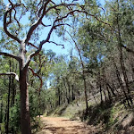 drier forest at lower section of Pearl Beach / Patonga fire trail