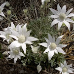 Actinotus helianthi (Flannel Flowers)