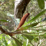 Young Banksia