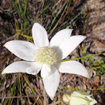 Actinotus helianthi (Flannel Flower)
