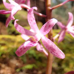 Dipodium roseum - a lovely pink Orchid