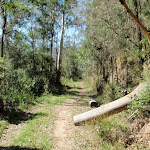 Simpsons track inside Dharug National Park
