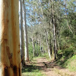 Tall gums on the Simpsons Track