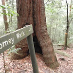 Following Tommey walk sign